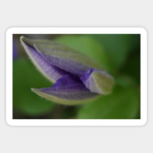 Clematis about to open Sticker